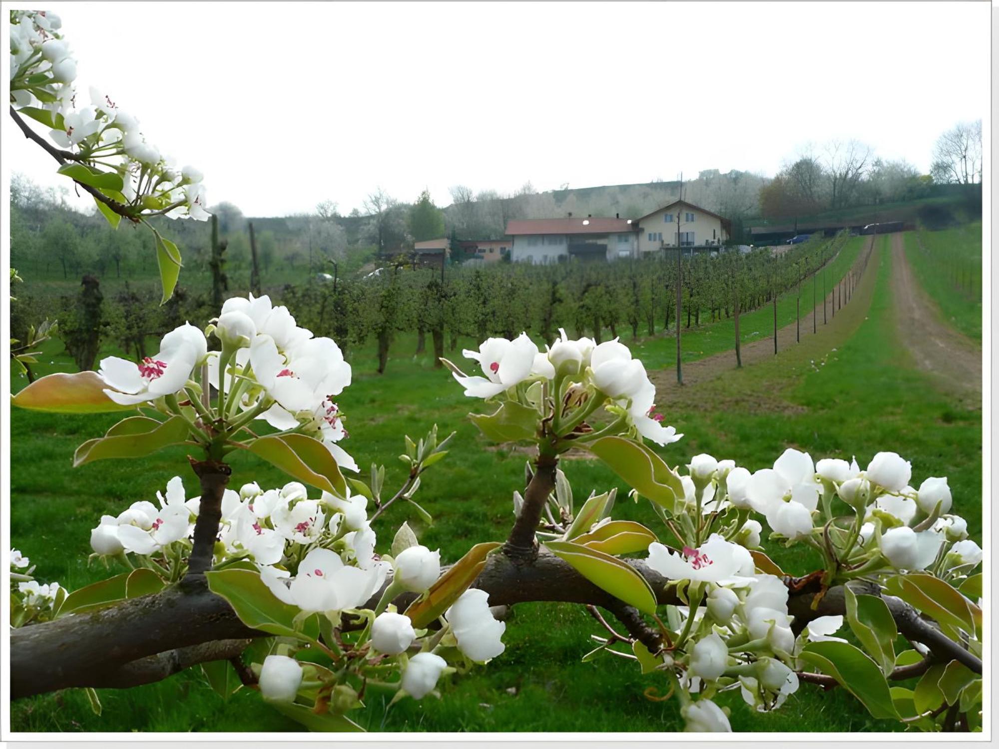 Weingut Ringwald Herbolzheim Exterior foto